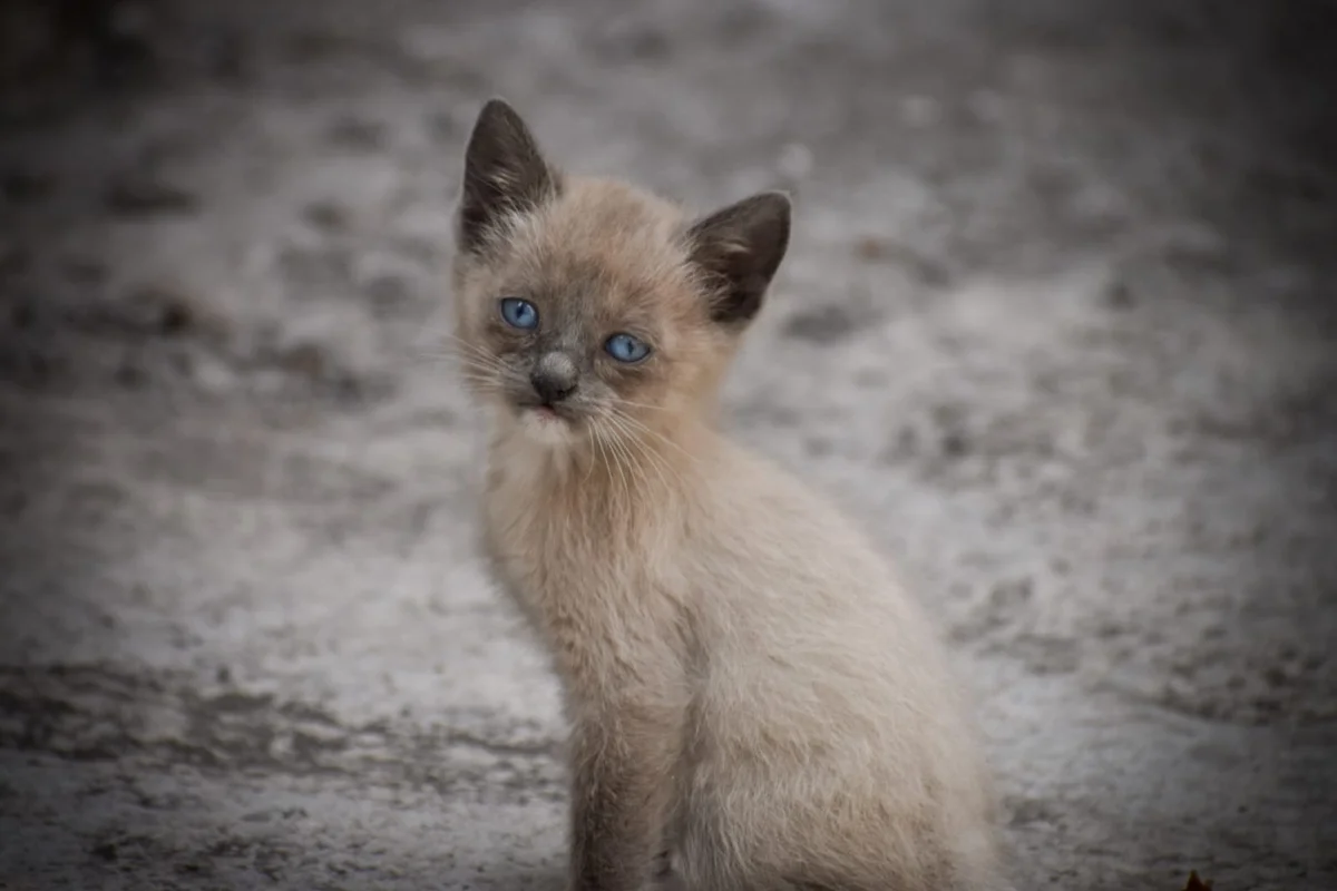 ¿La legislación mexicana ha podido dar voz a aquellos que no tienen voz?. Análisis del avance de México en  materia de bienestar animal.